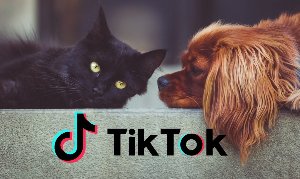 the-best-tiktok-videos-with-cats-and-dogs